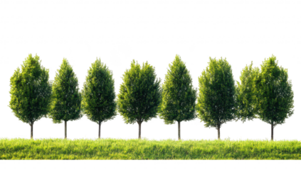 A serene landscape featuring a row of lush green trees aligned perfectly against a bright sky. symbolizing natures beauty and tranquility. ideal for use in environmental themes