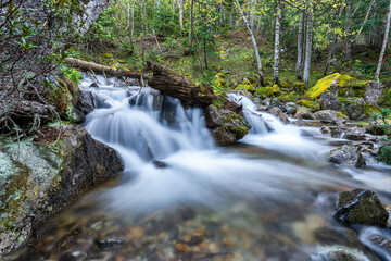 Silky forest stream over mossy rocks in tranquil green setting with fallen tree trunk. Clear mountain creek cascading over mossy rocks in a vibrant green forest. Waterfall in the forest.
