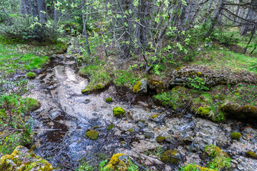 Clear forest stream flowing through mossy rocks in a lush green woodland. Soft-flowing waterfall in a lush, peaceful forest. Long exposure smooths water over mossy rocks. Moss on stone.