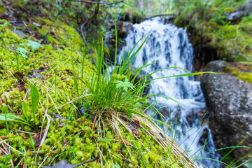Mossy forest floor with vibrant plants and waterfall in the background. Close-up of vibrant grass and moss with a small, blurred waterfall flowing in the forest background.