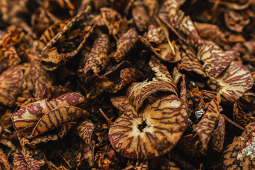 Close-up shot of dried areca nut pieces, exhibiting intricate textures and patterns.  Karnataka, India.  High-detail composition.