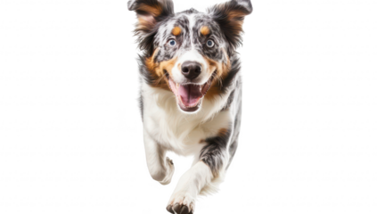 A joyful. energetic dog with a unique coat pattern and bright blue eyes running towards the camera against a clean. white background. its playful nature and enthusiasm
