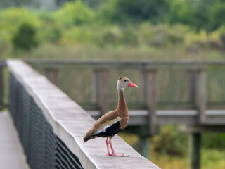 A black bellied whistling duck