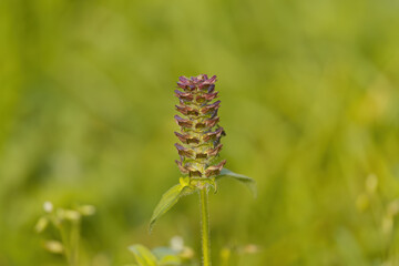 green purple bud of a plant, remnant of a flower, green background