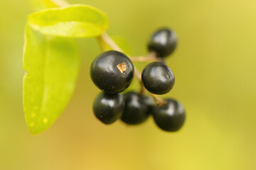 close up black privet berries, plump black berries glistening in the light, shiny black fruits on a shrub, green background, Ligustrum vulgare
