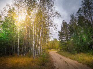 Road in the woods with trees on either side