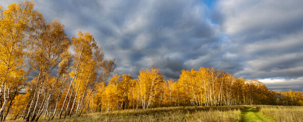 Field of trees with a cloudy sky in the background
