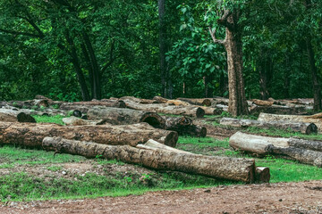 Numerous felled logs lie on grassy ground in a lush Indian forest, creating a textural composition.  Karnataka's natural beauty is captured.