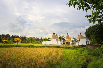 Field of yellow grass with a white building in the background
