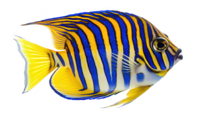 A vibrant. multicolored fish with striking blue and yellow stripes swimming gracefully against a clean white background. its natural beauty and elegance in aquatic life