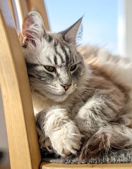 Fluffy cat resting on a chair