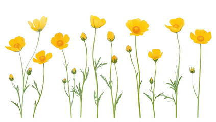 A arrangement of yellow wildflowers standing tall against a clean white background. their delicate petals and green stems. ideal for nature-themed designs and decor