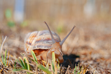 Snail close up crawling in a garden