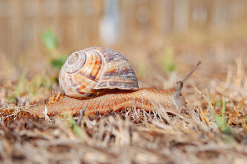 Snail close up crawling in a garden