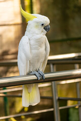 A close-up of a white cockatoo(Cacatua alba) with a yellow crest perched in a natural setting