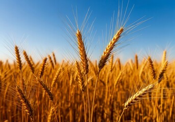 Fototapeta premium Golden wheat field against a blue sky with focus on several ripe ears