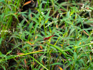 Red dragon fly