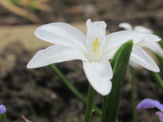 Zbliżenie na kwitnące rośliny z gatunku Chionodoxa © Kumulugma