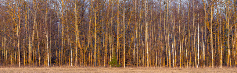 A mass of trees, a mixed forest on the horizon