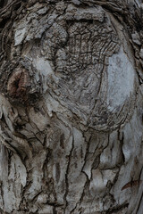 bark of a tree close up	
