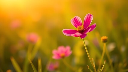 A vibrant cosmos flower blooming in a sunlit green field, radiating natural beauty and tranquility.