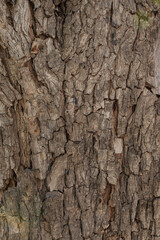 bark of a tree close up