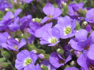 Zbliżenie na kwiaty żagwiny (Aubrieta) © Kumulugma