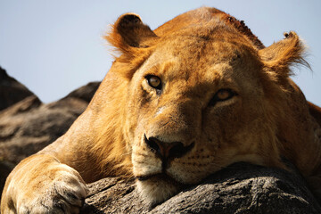 Close-up of a male lion resting on a rock under the savannah sun. The animal stares intently at the camera, its golden coat illuminated by the hot African sun, with a bleeding wound on its head