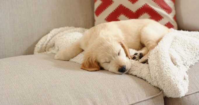 When camera begins filming, golden retriever puppy is sleeping on plush blanket on sofa to rest