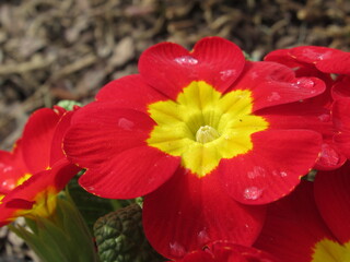 Zbliżenie na czerwone kwiaty pierwiosnka pokryte kroplami deszczu © Kumulugma