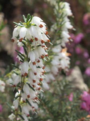 Zbliżenie na białe kwiaty wrzośca © Kumulugma