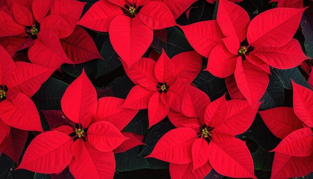 A close-up view of vibrant red poinsettia flowers with dark green leaves, showcasing their iconic star-shaped bracts. - Powered by Adobe