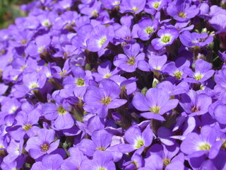 Zbliżenie na kwiaty żagwiny (Aubrieta) © Kumulugma