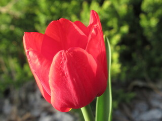Zbliżenie na czerwone kwiaty tulipana © Kumulugma