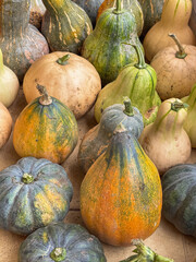 Variety of sazón squash