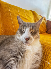 Close-up of a gray and white cat resting with closed eyes on a couch covered with a yellow blanket.