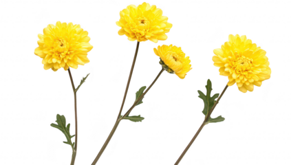 A arrangement of three yellow chrysanthemums with green leaves. set against a clean white background. ideal for floral-themed designs or seasonal promotions