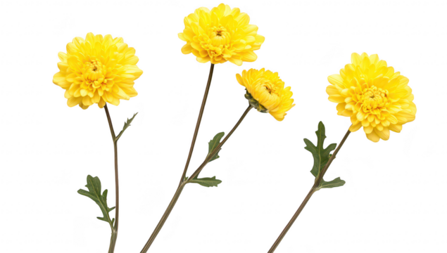 A arrangement of three yellow chrysanthemums with green leaves. set against a clean white background. ideal for floral-themed designs or seasonal promotions