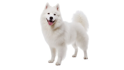 A cheerful white Samoyed dog stands proudly in a bright. minimalist studio setting. its fluffy coat and playful demeanor. perfect for pet-related content