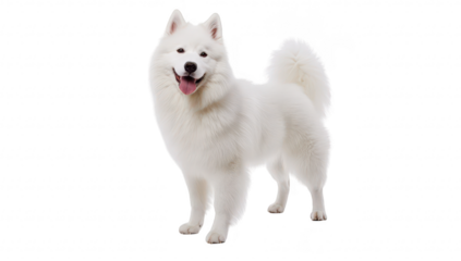 A cheerful white Samoyed dog stands proudly in a bright. minimalist studio setting. its fluffy coat and playful demeanor. perfect for pet-related content