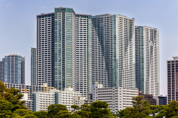 Fototapeta premium Tops of green trees in a park with modern residential skyscrapers in the background