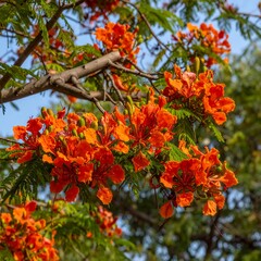 Vibrant orange flowers on a tree