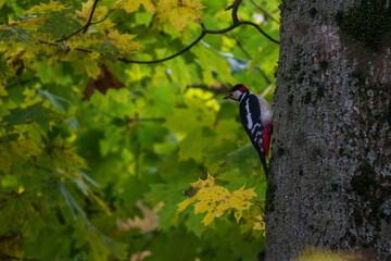 woodpecker on the tree
