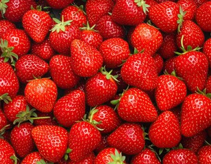 Close-up of many ripe red strawberries