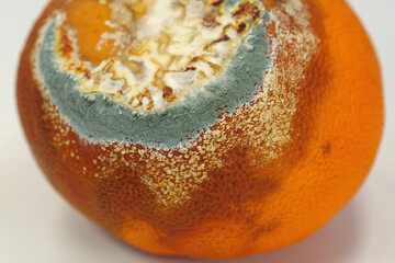 Overripe and rotten mandarin. Rotten tangerine covered with mold