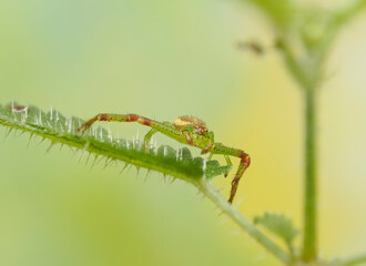 Grüne Krabbenspinne, Grünbraune Krabbenspinne, Diaea dorsata
