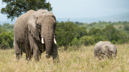 Obraz premium A mother African Elephant ((Loxodonta africana) feeding and bonding with her calf in the Kenyan savannah gransslands of Olpejeta Conservancy in Laikipia 