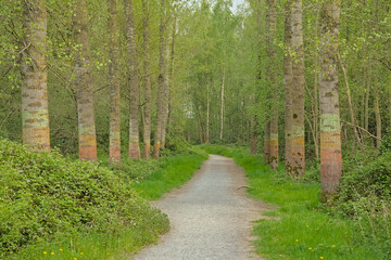 Avenue with painted tree trunks in a lush green spring forest in Parkbos park, Ghent, Flanders,...