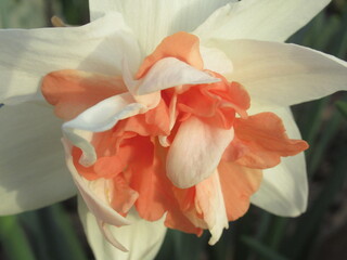 Zbliżenie na wiosenny kwiat żonkila © Kumulugma