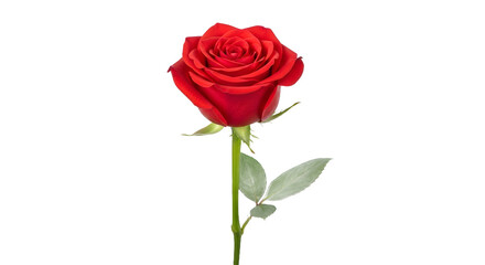 A single vibrant red rose on a long stem with leaves, a classic plain object isolated against a clean white background without shadow